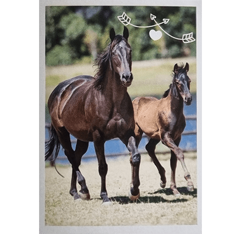 Horse Club Lieblingspferde Sticker - Nr 024