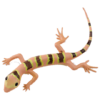 Blue Ocean Geckos Planet WOW - Gecko Nr 3 - Malaiischer Bogenfingergecko