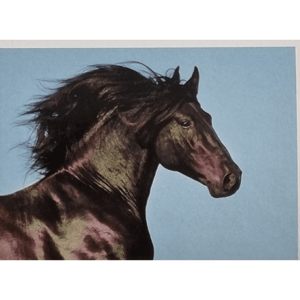 Horse Club Lieblingspferde Sticker - Nr 005