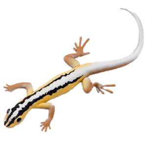Blue Ocean Geckos Planet WOW - Gecko Nr 5 - Wiegmanns Streifen-Gecko