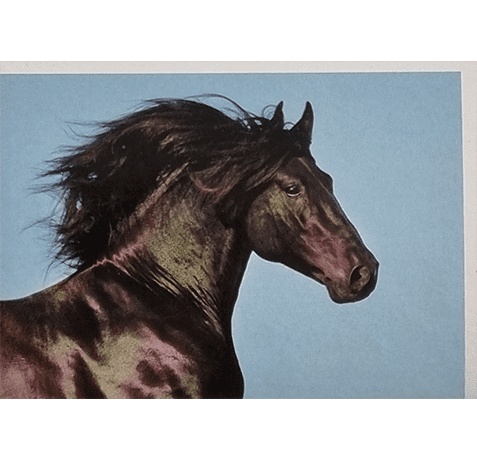 Horse Club Lieblingspferde Sticker - Nr 005