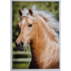 Horse Club Lieblingspferde Sticker - Nr 056