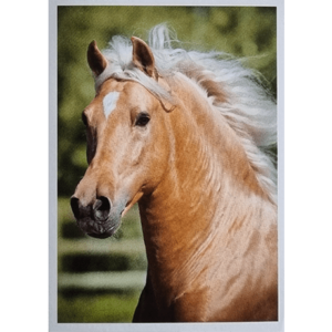 Horse Club Lieblingspferde Sticker - Nr 056