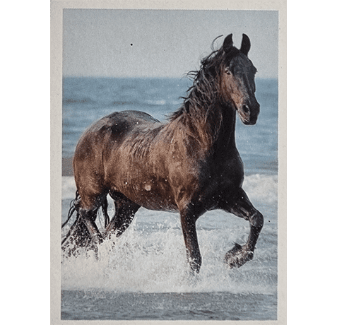 Horse Club Lieblingspferde Sticker - Nr 087