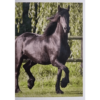 Horse Club Lieblingspferde Sticker - Nr 089