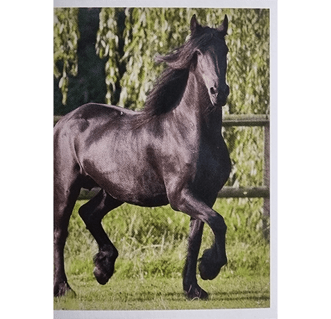 Horse Club Lieblingspferde Sticker - Nr 089