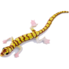 Blue Ocean Geckos Planet WOW - Gecko Nr 9 - Namibgecko - leutet im Dunkeln