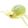 Blue Ocean Planet WOW Toxic Creatures | Figur 05: Veränderliche Krabbenspinne