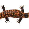 Blue Ocean Planet WOW Toxic Creatures | Figur 13: Gila-Krustenechse