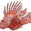 Blue Ocean Planet WOW Toxic Creatures | Figur 14: Afrikanischer Feuerfisch