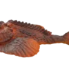 Blue Ocean Planet WOW Toxic Creatures | Figur 15: Echter Steinfisch