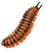 Blue Ocean Planet WOW Toxic Creatures | Figur 19: Apheloria Polychroma