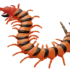 Blue Ocean Planet WOW Toxic Creatures | Figur 20: Scolopendra Morsitans