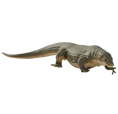 Blue Ocean Planet WOW Toxic Creatures | Figur 12: Komodowaran