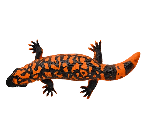 Blue Ocean Planet WOW Toxic Creatures | Figur 13: Gila-Krustenechse