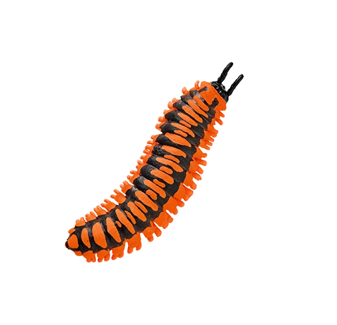 Blue Ocean Planet WOW Toxic Creatures | Figur 19: Apheloria Polychroma