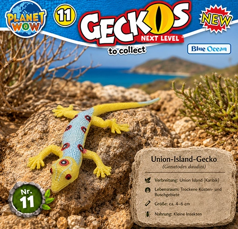 Union-Island-Gecko Gonatodes daudini im natürlichen Lebensraum