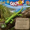 Schwarzstreifen-Taggecko Phelsuma nigristriata im natürlichen Lebensraum