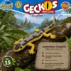Saumschwanz-Hausgecko Hemidactylus platyurus im natürlichen Lebensraum