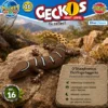 O’Shaughnessy-Dickfingergecko Pachydactylus oshaughnessyi im natürlichen Lebensraum