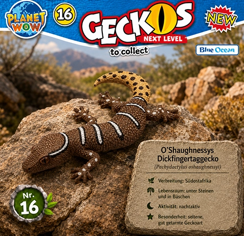 O’Shaughnessy-Dickfingergecko Pachydactylus oshaughnessyi im natürlichen Lebensraum