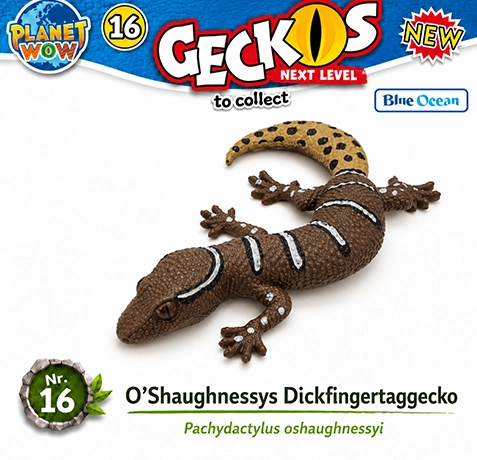 Geckolepis megalepis Nr. 17 PLANET WOW Geckos Next Level