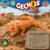 Gemeiner Lärmgecko Ptenopus garrulus im natürlichen Lebensraum