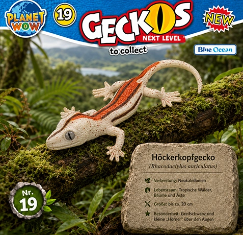 Höckerkopfgecko Nr. 19 Produktansicht