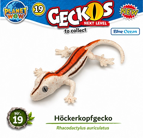 Höckerkopfgecko Nr. 19 im natürlichen Lebensraum