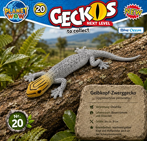 Gelbkopf-Zwerggecko Lygodactylus picturatus im natürlichen Lebensraum