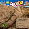 Transvaal-Felsgecko Nr. 6 im felsigen Lebensraum