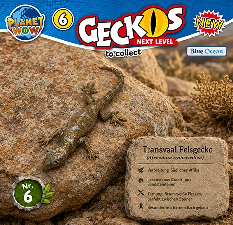 Transvaal-Felsgecko Nr. 6 im felsigen Lebensraum