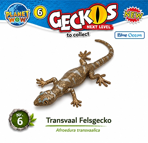 Transvaal-Felsgecko Nr. 6 mit Metallic-Effekt