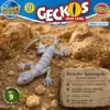 Persischer Spinnengecko Agamura persica im trockenen Lebensraum