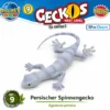 Persischer Spinnengecko Nr. 9 Special Shape