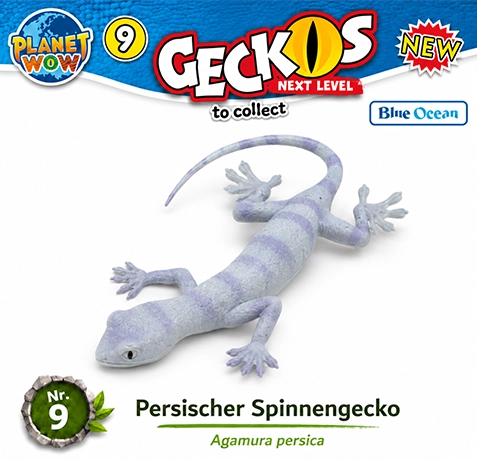 Persischer Spinnengecko Nr. 9 Special Shape